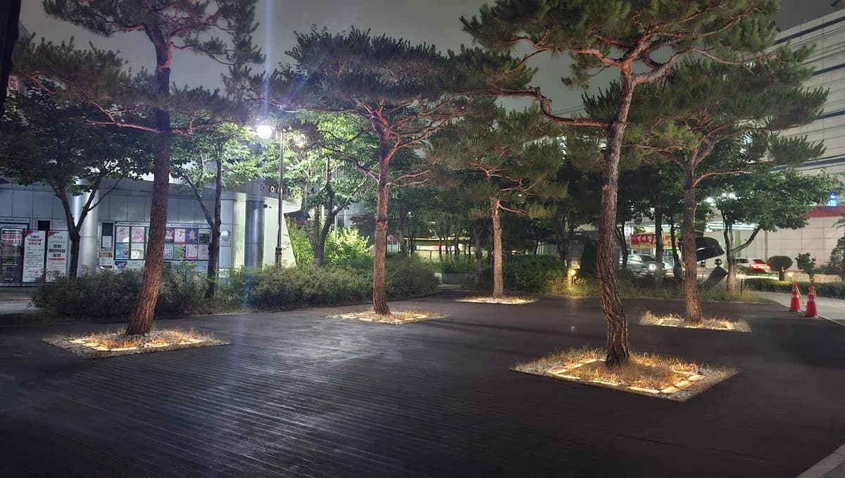 K-스마트 수목관리 솔루션 — 야간 조명이 설치된 가로수 현장