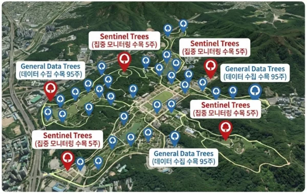 시범 배치도 — Sentinel Trees 5주와 General Data Trees 95주의 배치 구성